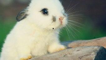 娱乐吃瓜酱 兔 圆 圆,揭秘兔圆圆的爆笑日常  第3张